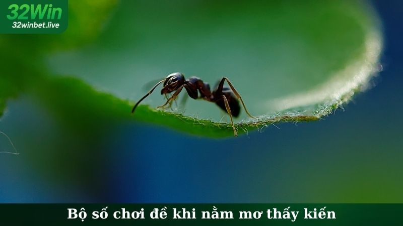 Bộ số chơi đề khi nằm mơ thấy kiến