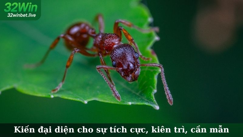 Kiến đại diện cho sự tích cực, kiên trì, cần mẫn