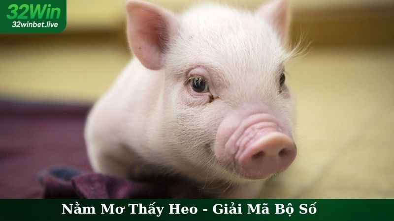 Nằm Mơ Thấy Heo