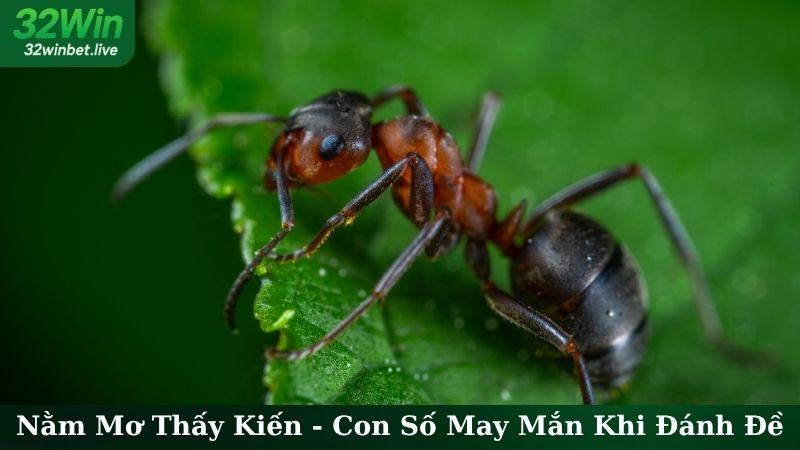 Nằm Mơ Thấy Kiến