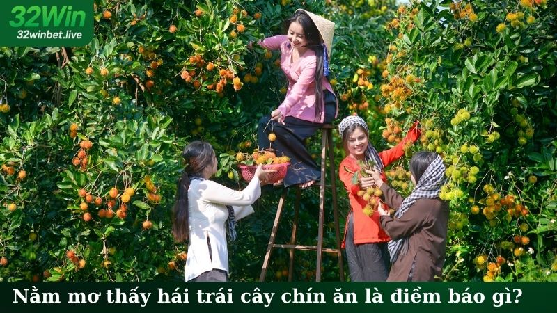 Nằm mơ thấy hái trái cây chín ăn là điềm báo gì?