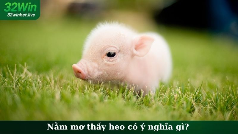 Nằm mơ thấy heo có ý nghĩa gì?