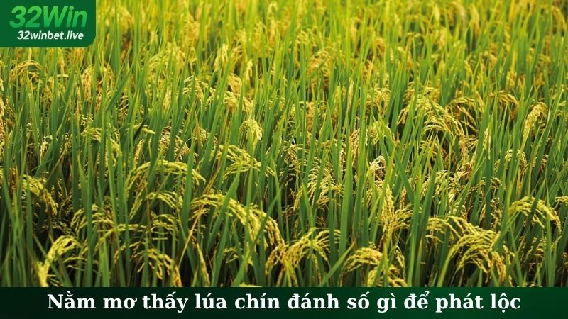 Nằm Mơ Thấy Lúa Chín Đánh Số Gì